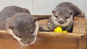 Play Video from YouTube in Lightbox Otter Couple Mocha and Toffee with a yellow rubber Duck